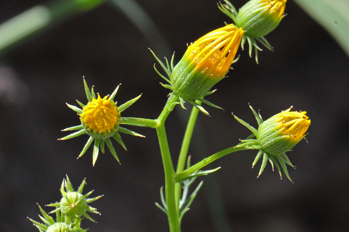 Threadleaf Ragwort is of the genus Senecio have similar technical characteristics found in the bracts (phyllaries) surrounding the head. One characteristic, difficult to see in the photo, is the black or dark spots on the pointed tips of the bracts. Senecio flaccidus var. flaccidus